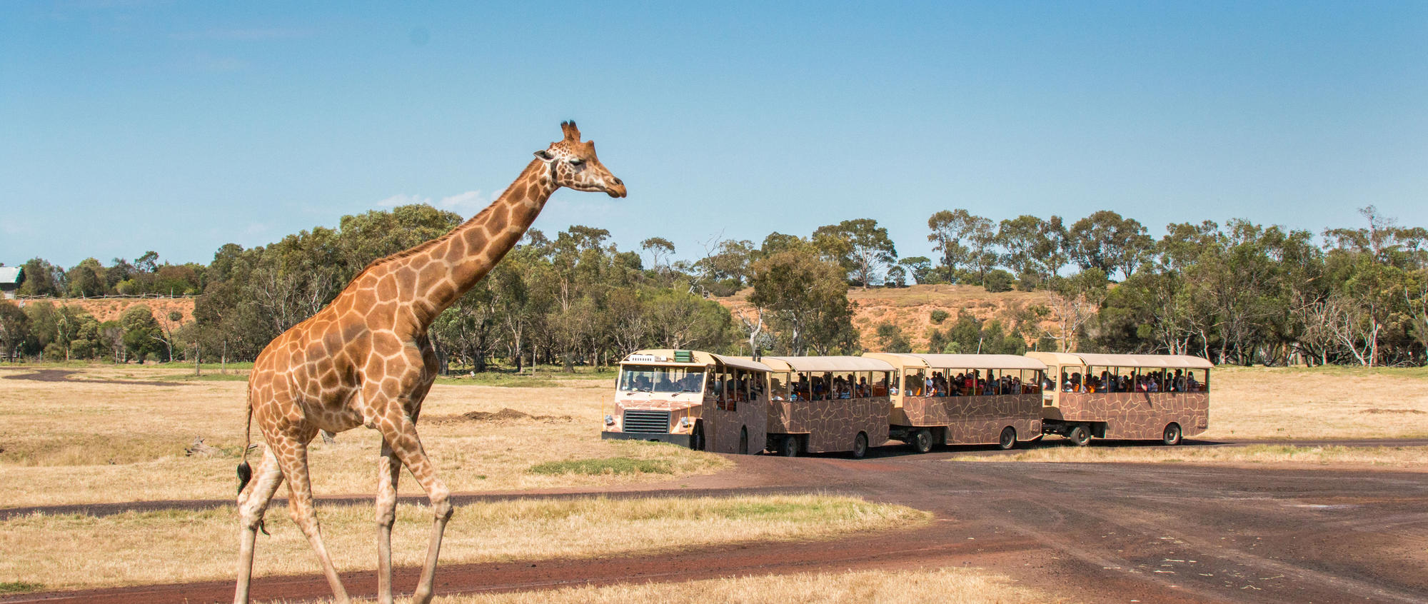 current-day-werribee-open-range-zoo-savannah-umbraco-large-header-image-2000x1000